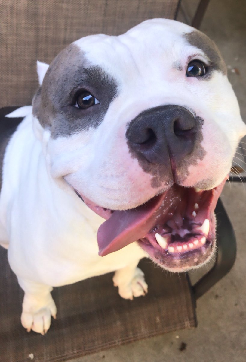 brutusthabully's tweet photo. Sun’s Out 🌞 Tongue’s Out 👅 https://t.co/AY4xXJsSgH