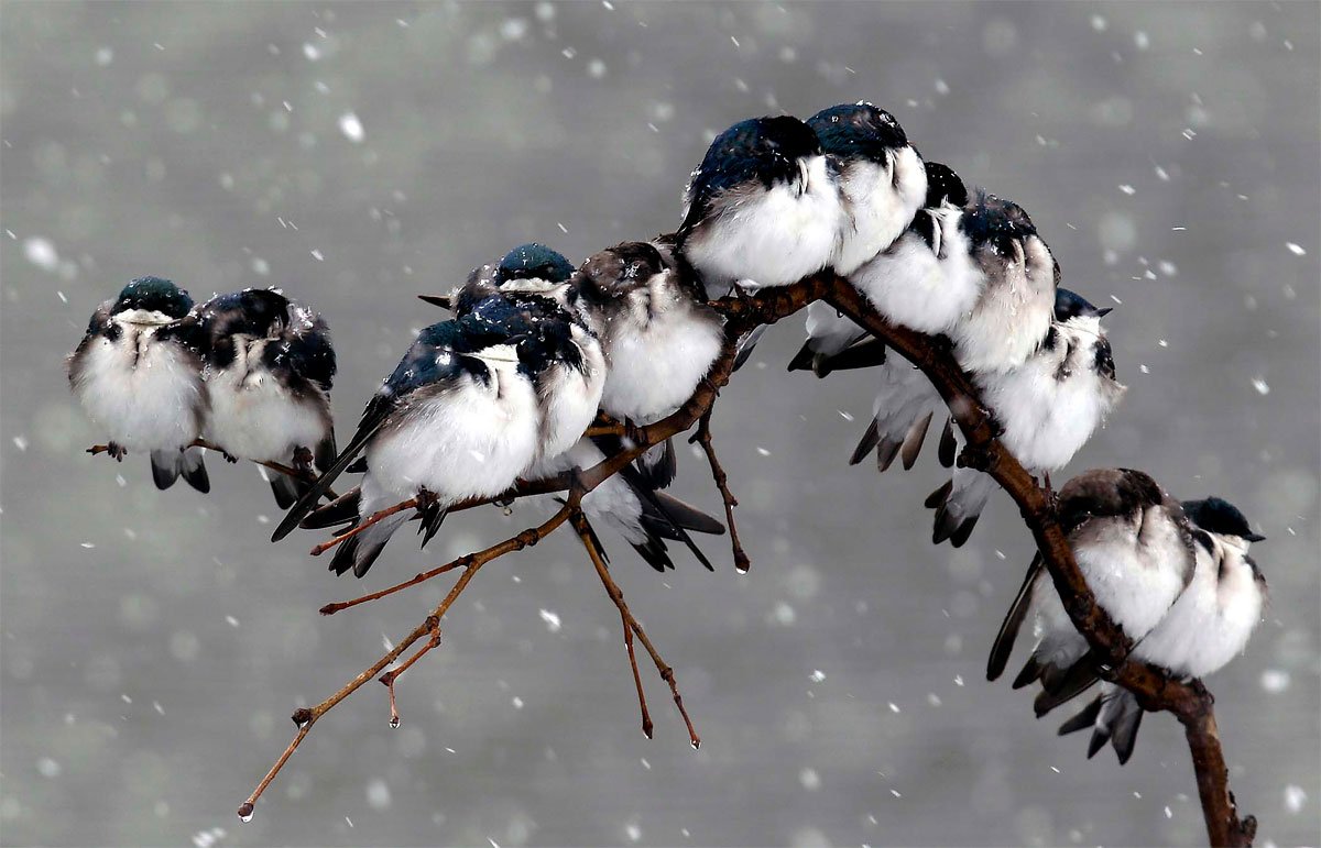 Seekandshare's tweet photo. We need each other to be warm :) #birdstogether https://t.co/zYr1K06Aml