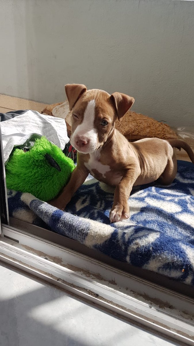 Franicrz's tweet photo. ya que se volvió famosa les cuento que también sabe guiñar el ojo nala https://t.co/5uqYWxRW1V