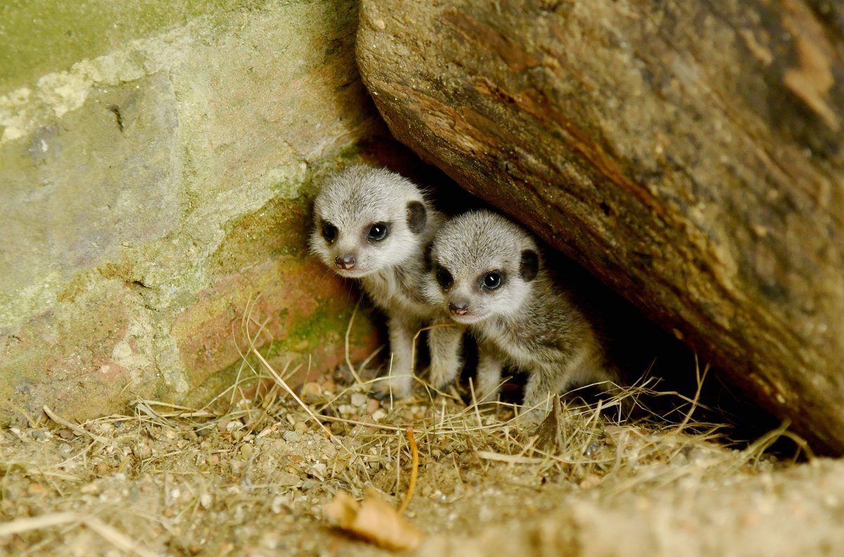merristevents's tweet image. You can meet these wonderful creatures on our  Animal Encounter Tours! 

To book your slot, visit our website! &amp;gt;&amp;gt; merristwoodevents.co.uk  

#guildford #surrey #animallearning