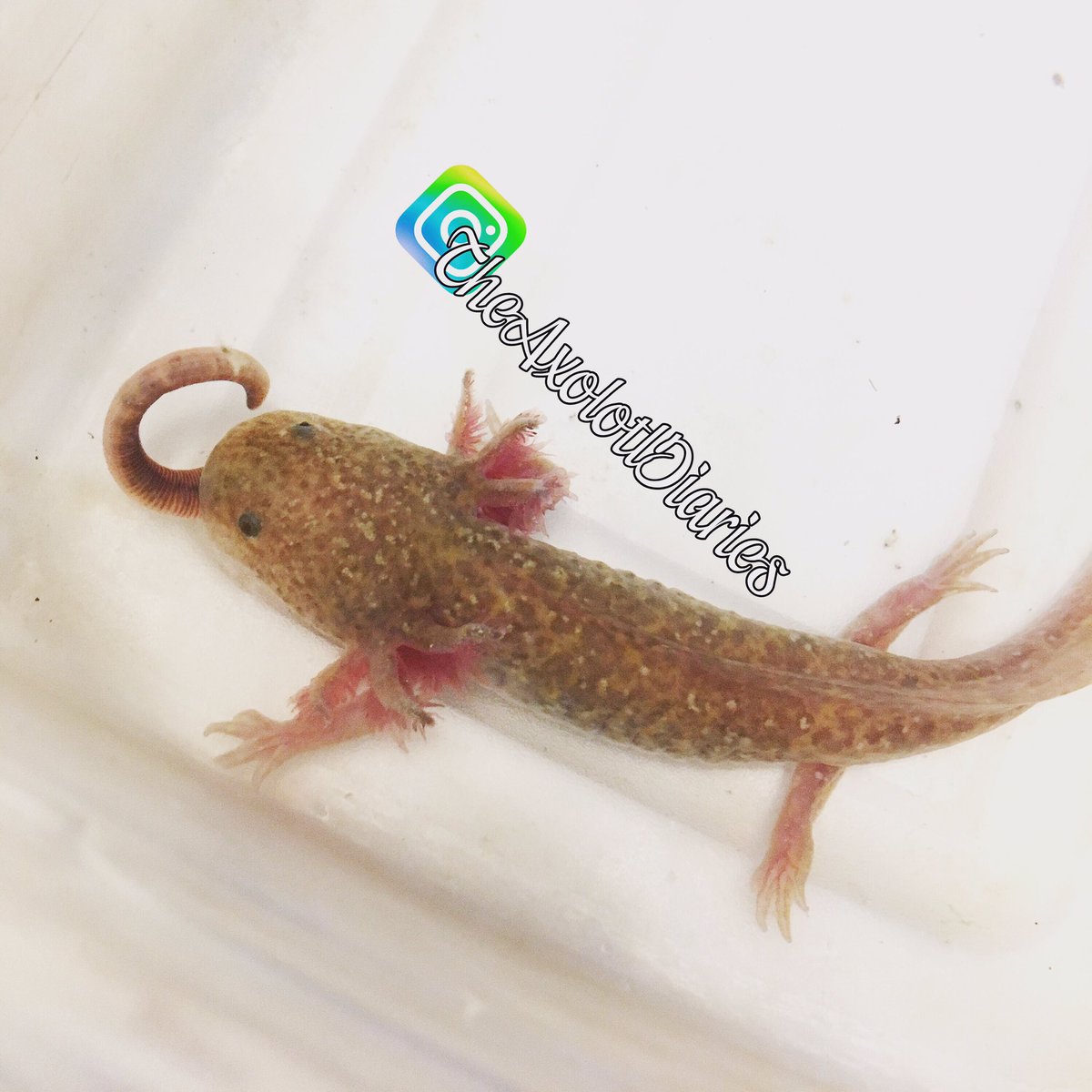 #CooperTheCopper enjoying his wormie.❤️
#Axolotl #AxolotlDiaries #Salamander #PetsofTwitter #FollowMe #ImNewHere #axolotllove