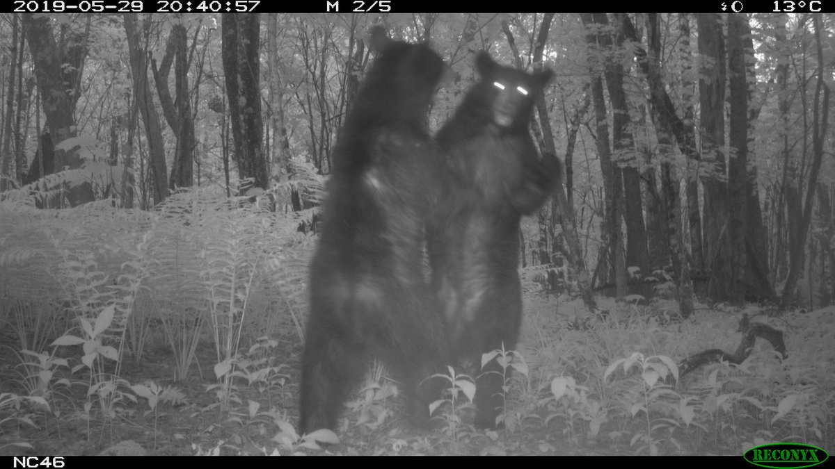 Wildlife Insights tweet media