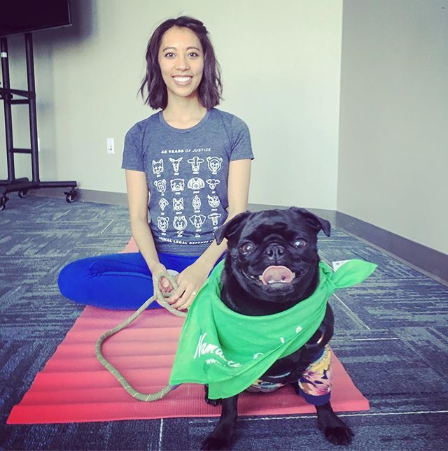pugsatoshi's tweet photo. Yoga day with mom! #bitcoindog #bitcoin #yoga #doga #dogyoga #namaste #fayetteville #arkansas #barkbash2019 #barkbash #dogparty @fayettevillear @fayettevilletowncenter @leisurlist https://t.co/4jyZp3N1CU https://t.co/WaJdeebKww