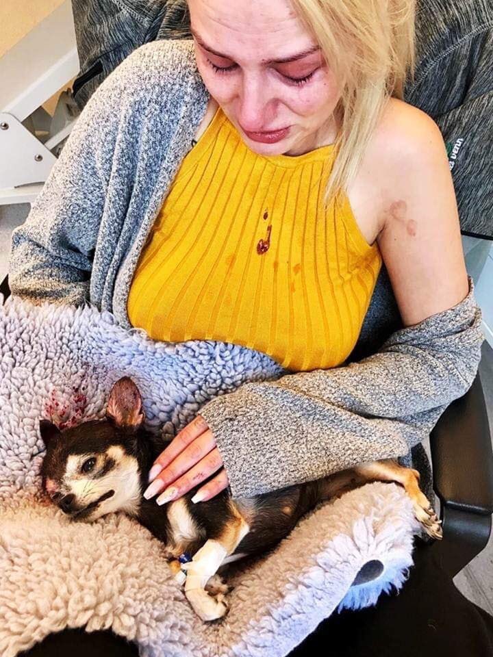 A ella la intentaron secuestrar y su pequeño chihuahua la defendió  ladrando con todas sus fuerzas,  aunque su pequeño cuerpecito no resistió  las patadas que le dio el secuestrador. Su valentía y heroísmo lograron salvar a su dueña. ¡Descansa en paz pequeño héroe!