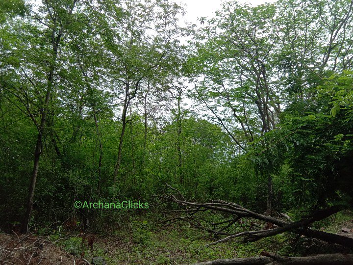 HealingArch's tweet photo. #GreenTwitter #ArchieClicks #Bhopal #GreenBhopal #Love ❤️ https://t.co/EZDqHihJTK