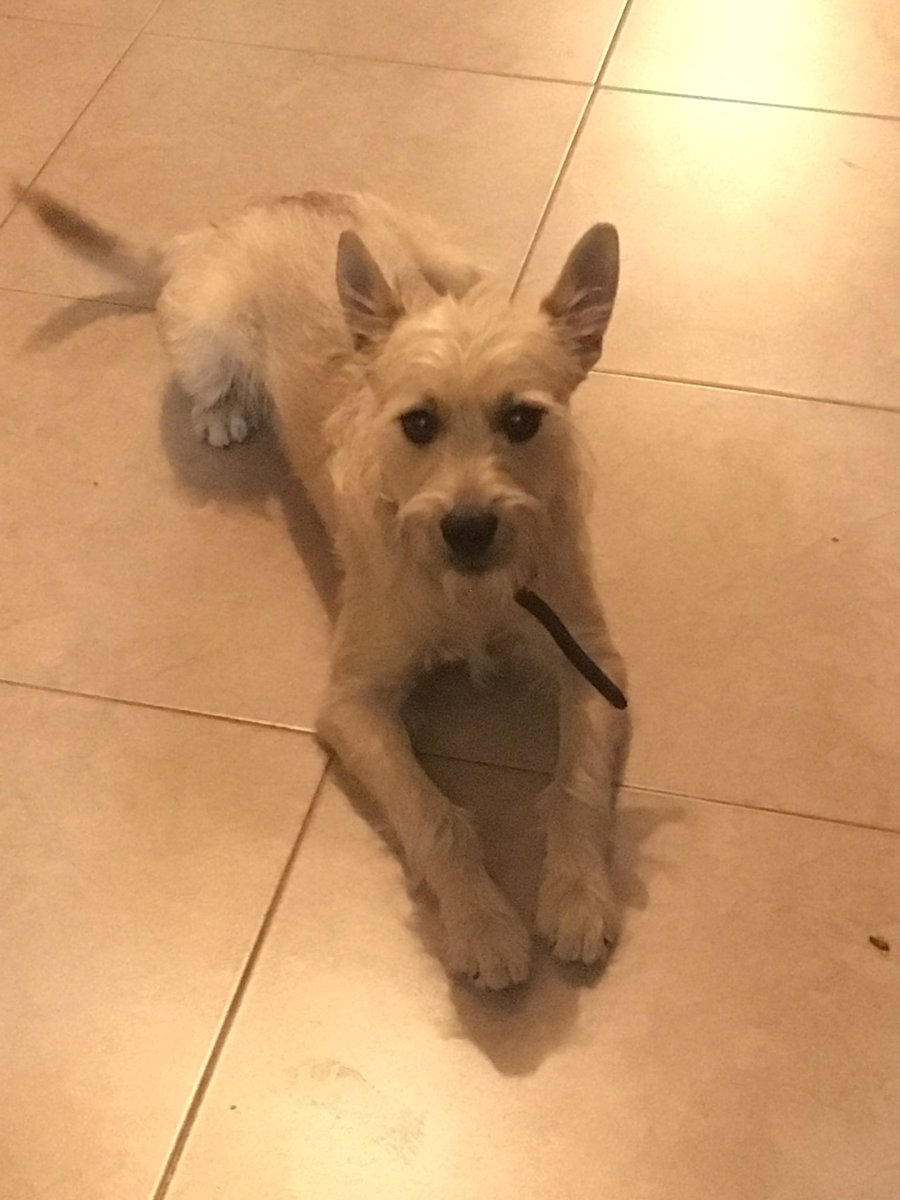 TheLittleChesse's tweet photo. Hola a todos.
Este pequeño se llama Max, hace unas semanas llegó con nosotros y está buscando una familia que lo quiera mucho. Es un perro joven, (tiene año y medio), talla mediana, es muy juguetón y cariñoso. https://t.co/4DiSMBdjOl