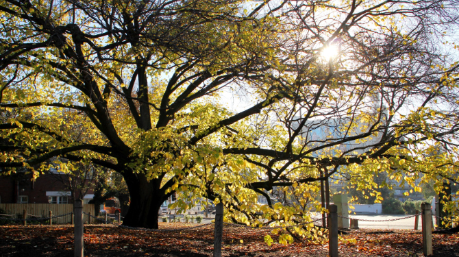 cityofmelbourne's tweet photo. We’re planting trees, creating rooftop gardens &amp; connecting the urban forest across Melbourne to turn the city into a sea of green. Greening the city is one of the ways we’re acting on climate change- helping to buffer the city from extreme weather.
https://t.co/uncrhWrYnj https://t.co/5jMFNUjwgL