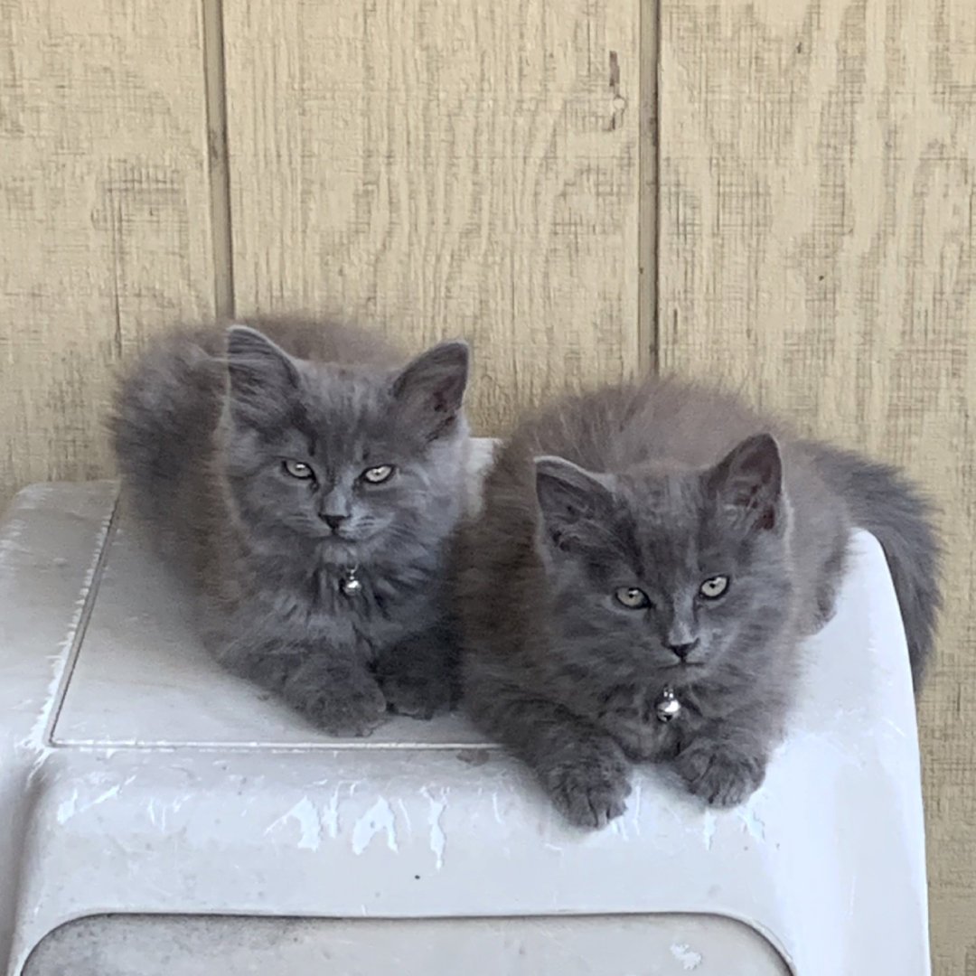 kangl81's tweet photo. Coco and Biscuit enjoying this summer day. #catlove #kittens #graycats #crazycatlady https://t.co/op9CWCddfw