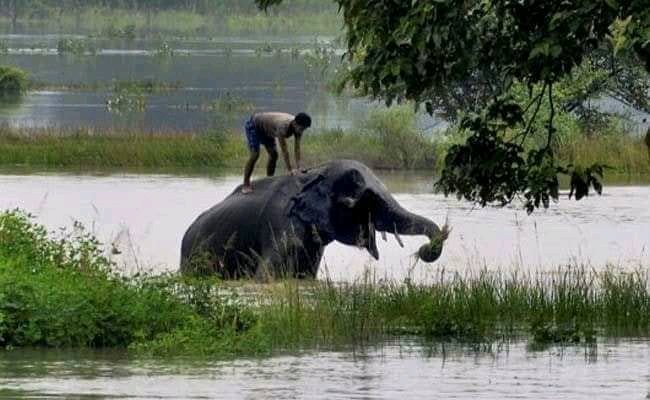 KashyapPatgiri's tweet photo. 21 district,more than 14 lakh people have been effected,20000 people are living in relief camp. No central funds, No National Media, bcoz this is not Bihar or Kerala. But this is Assam.

#PrayForAssam....We are not isolated from India...Plzz help us🙏🙏...we need help😫😫😫😩 https://t.co/nPuJiXbCFI
