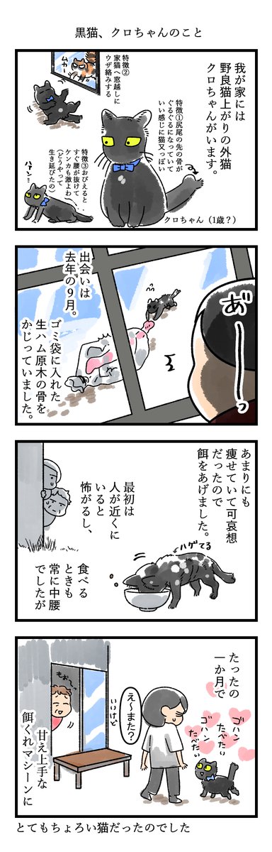 黒猫、クロちゃんのこと 