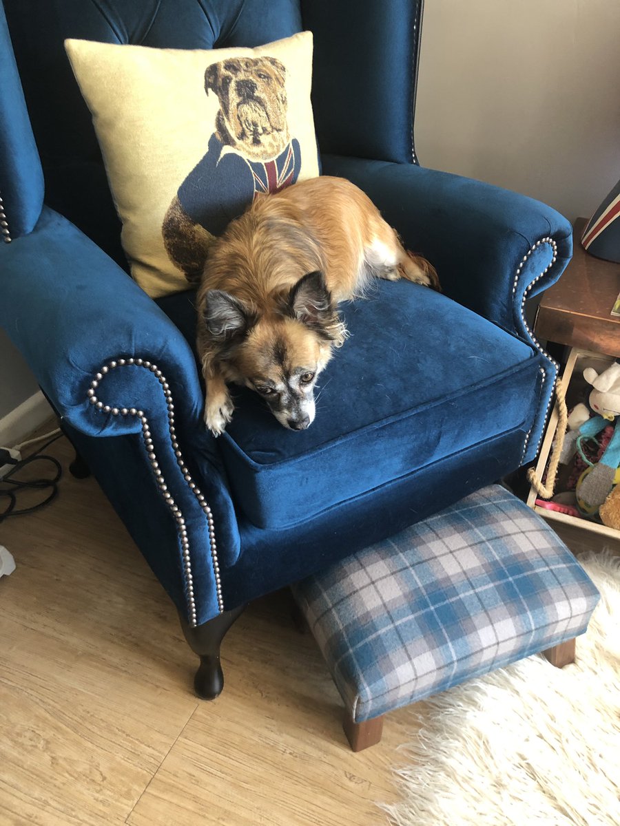 alfit_d's tweet image. Happy Gotcha Day for me! 5 years ago I came into their lives, Mum says it was the best day EVER!!