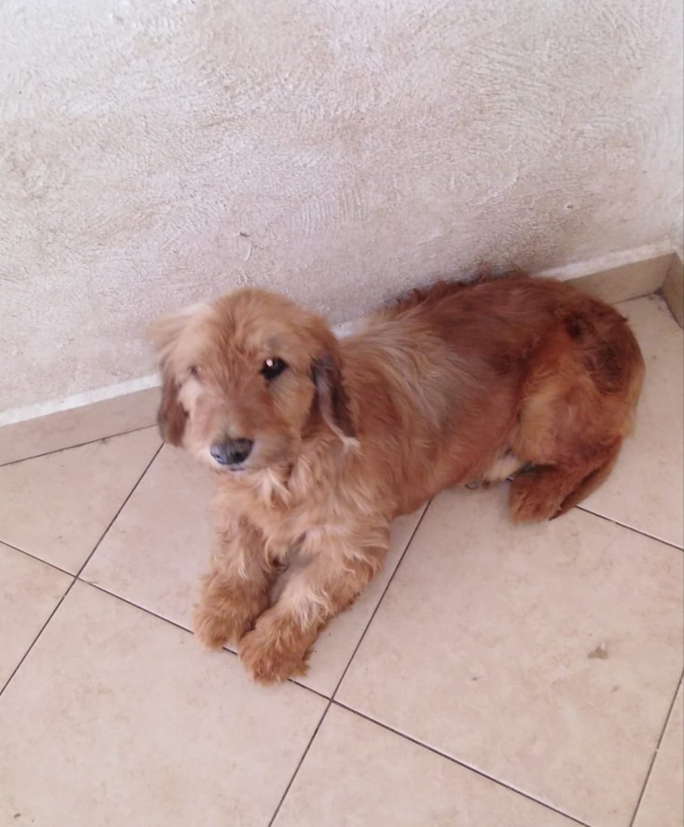 mtz_tt's tweet image. El es "Lucky" un perrito que recibió una pedrada por pedir comida! Rescatado por "Fundación Pirolico" hoy transformado listo para ser adoptado! Macho esterilizado. desparasitado y  vacunado es bonachón convive con perros y gatos! Inf.  Con Fundacion Pirolico tel 5542413488 #CDMX