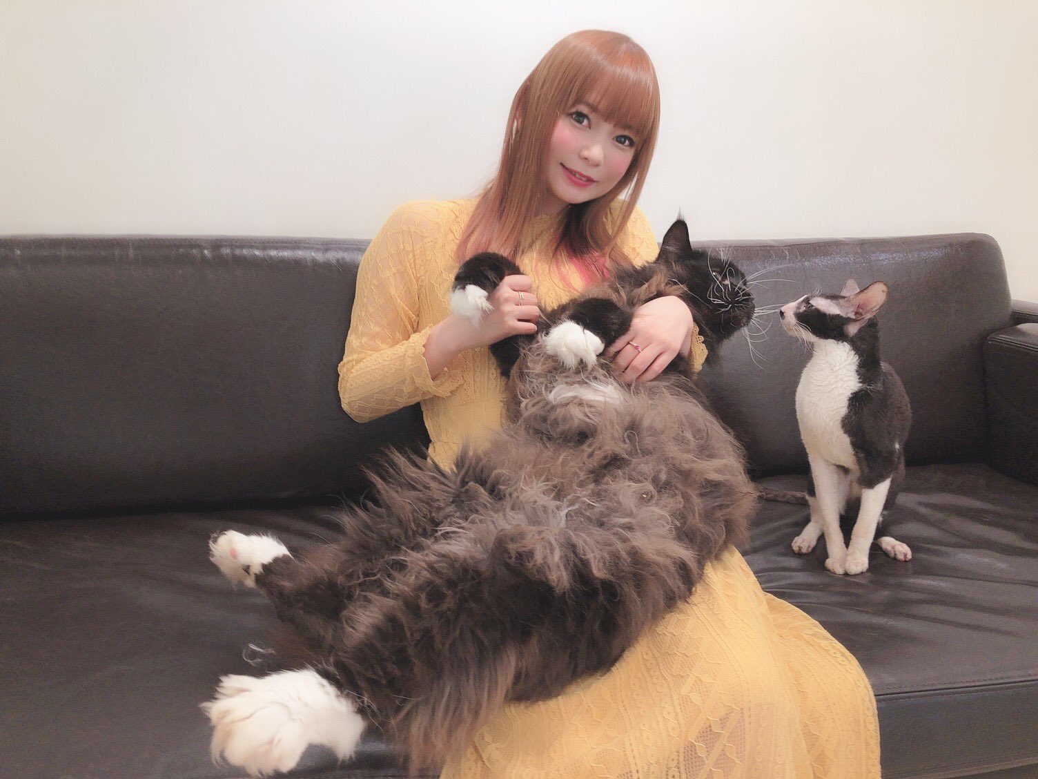 周年の中川翔子 猫カフェで癒される 良い休日 メインクーンまじで巨大なんですけど 猫かわいいいいい T Co P0fkw63vsw Twitter