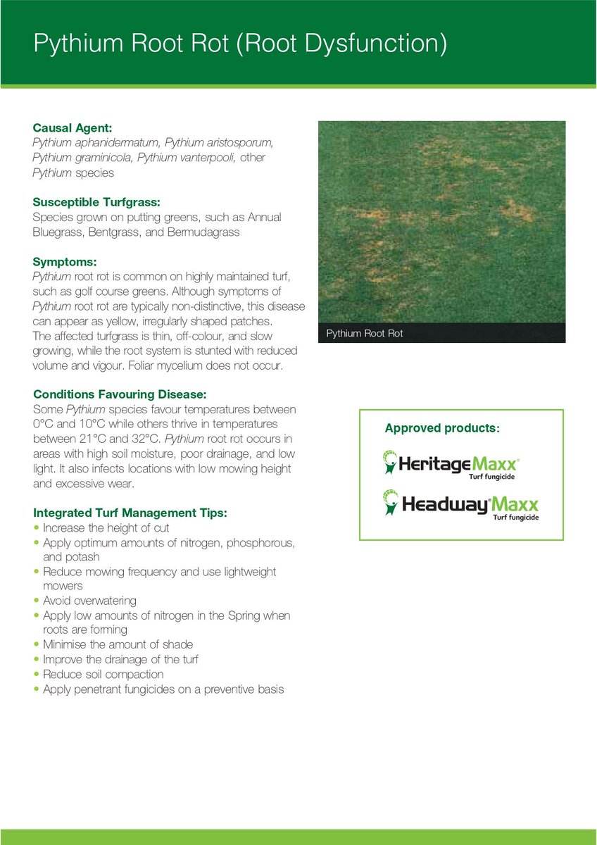 Talking_Turf's tweet image. Keep an eye out for #PythiumRootRot when temperatures reach 0 - 10◦C
Visit: greencast.co.za/pythium-root-r… for more information.