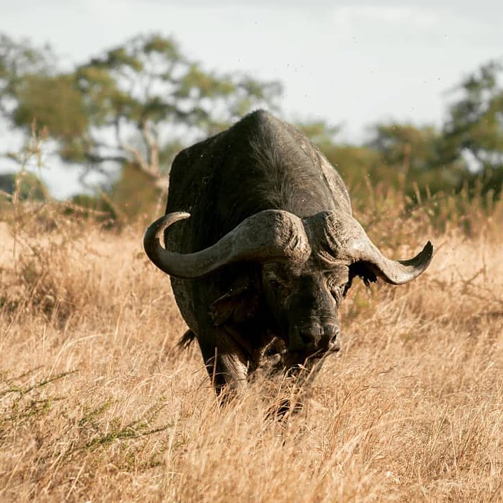 'When it's too hard for them it's just right for us!'- Marv Levy
📷:@tonny_wildlifetz
#ngorongorocrater #ngorongoro #ngorongoronationalpark #tanzania #travelguide #wild #adventure #trip #vacation #nationalparks #safari #buffalo #wildlife #wildlifetour #xpattanzania #jamboXT
