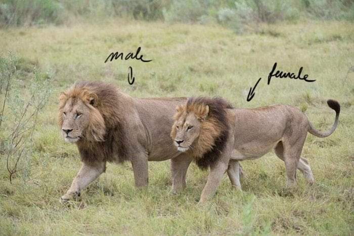 PetrichorCrown's tweet photo. Trans lions trans lions trans lions https://t.co/ks73DJfp20