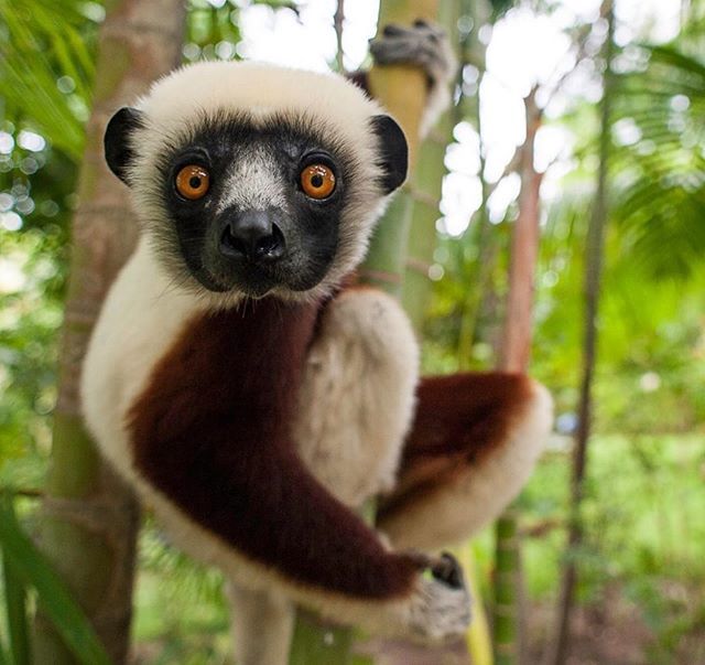 viaggilevi's tweet photo. Quindi volete dirci che il weekend è già finito? 😳
Buona settimana Viaggiatori! 😊
#IVdML #viaggilevi #goodmorning #mondaymood #monday #mondaymotivation #week #world #animal #energy #goodmorning #goodvibes #travel #nature #wild #wildlife #wildnature https://t.co/9ycEYpOkso https://t.co/iBQOGpocFM