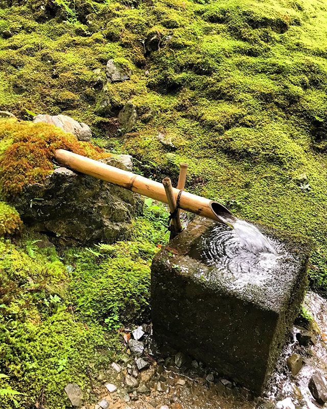 El color del verde es de otro mundo
🇯🇵
The greens here are from out of this world ift.tt/2loVi3h