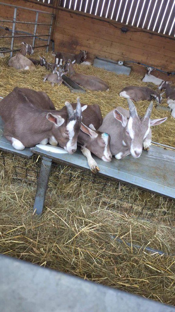 Another busy weekend complete.
Thank you @Rockinghamcastle for a lovely weekend and thankyou to all who came and saw us at this event! We're having a couple of weekends break now to catch up on farm things and lots of cheese making!#cheese #dairy #farm #farmers #northamptonshire