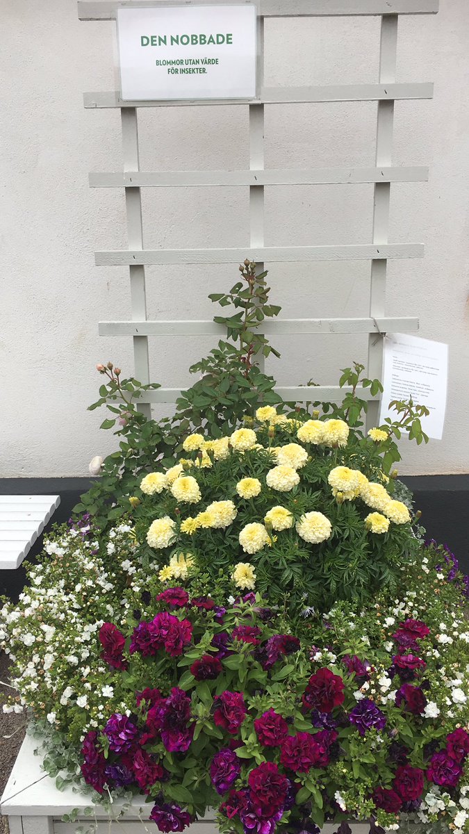PWallenberg's tweet photo. Hur ser det ut i din trädgård/rabatt och gynnar den insekterna eller inte? @naturskyddsf @annarichert @WWFSverige @LinneaEngstrom @MliHansson @mjolkagronomen @TidningenLand #fredriksdal #biologiskmångfald https://t.co/Upysjsfa9h
