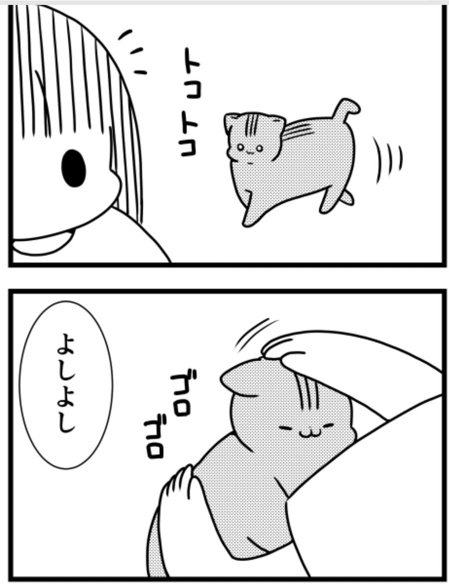 猫のきにゃと、ごとうさん(219) すみません  #マイナビニュース 