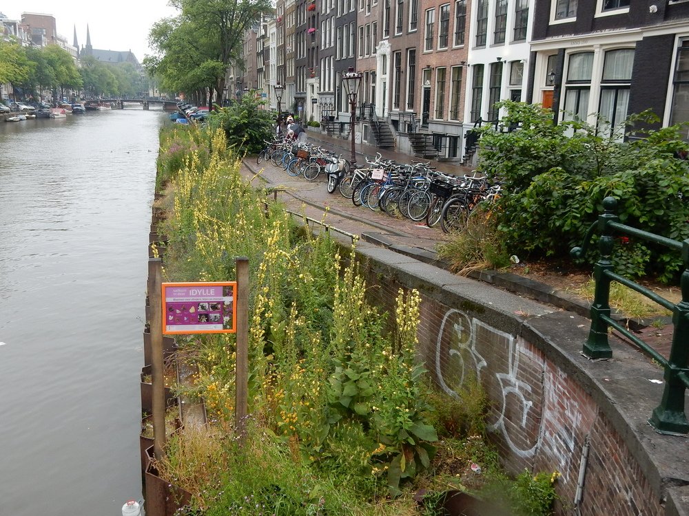 Tijdelijke verstevigingen van kademuren langs de grachten in #Amsterdam zijn prachtige bloemlinten voor vlinders, bijen en mensen! vlinderstichting.nl/actueel/nieuws…