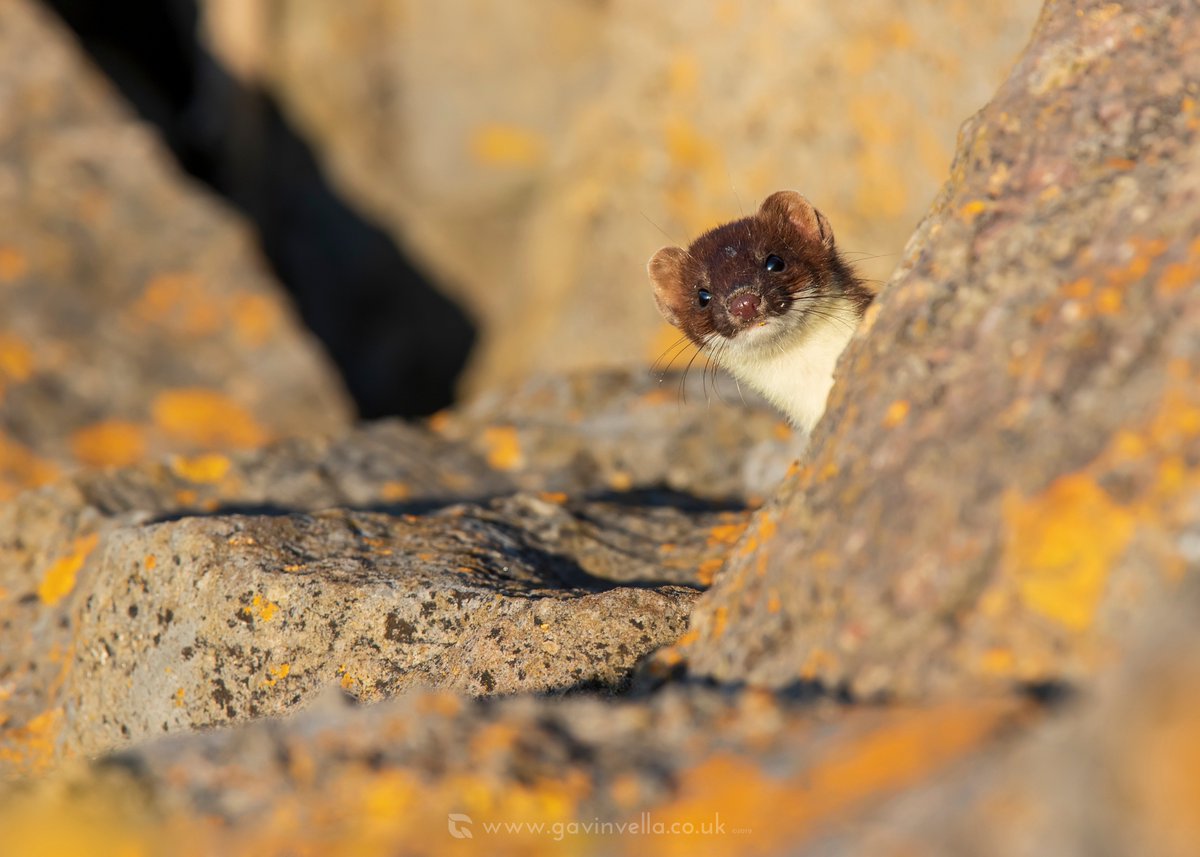 Shared a moment with this shy Stoat this morning on the #gwentlevels I only wished it showed more of itself but still, the 'peeping' shot is entertaining :) #gwentmammals #britishmammals #stoat #stoats