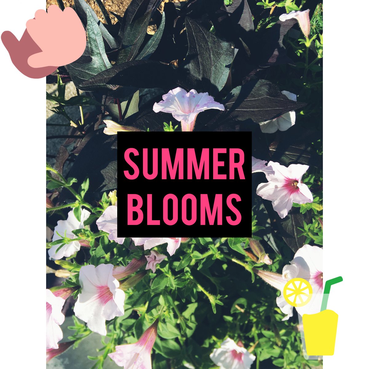 Summer time blooms are so pretty to take in! Volunteering your time at a community garden is just one the endless opportunities  that one can do during #Summer! #SouthCoastServes #SummerBlooms #SoPretty #Volunteers #Simplicity #Community 🌺🌺🌺🌺🌺🌺🌺🌺🌺🌺🌺