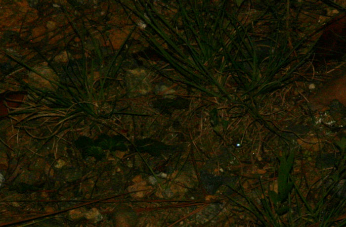 Woups le dernier est un doublon xDJ'en profite donc pour signifier que partir à la chasse à la lycose, c'est facile : mettez vous sur une grande pelouse sèche, la nuit avec une bonne lampe, et guettez les points lumineux : ce sont les yeux des araignées qui reflètent la lumière