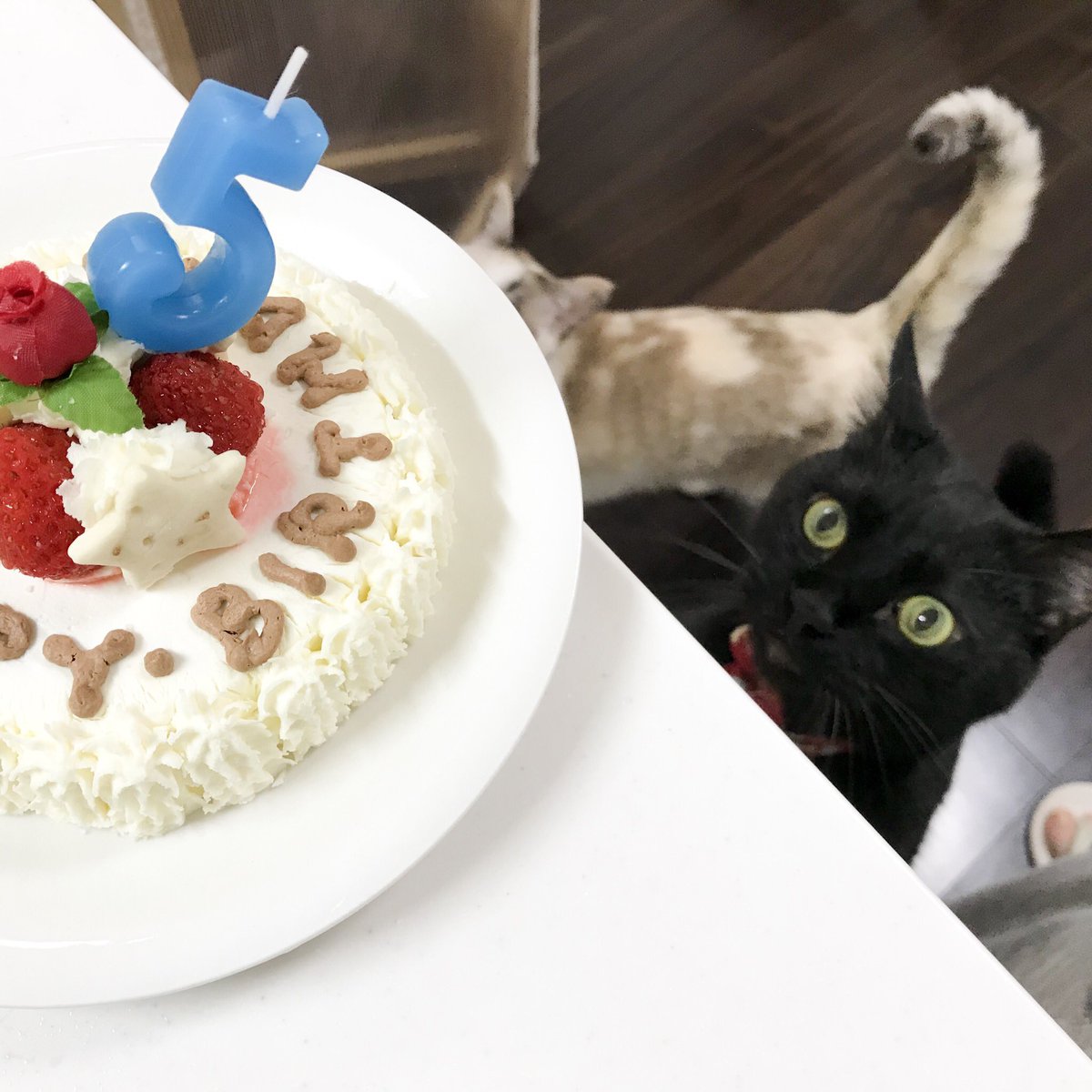 猫用ケーキ