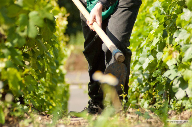 La maison Deutz annonce des vendanges dans la seconde décade de septembre dlvr.it/R8RHx3