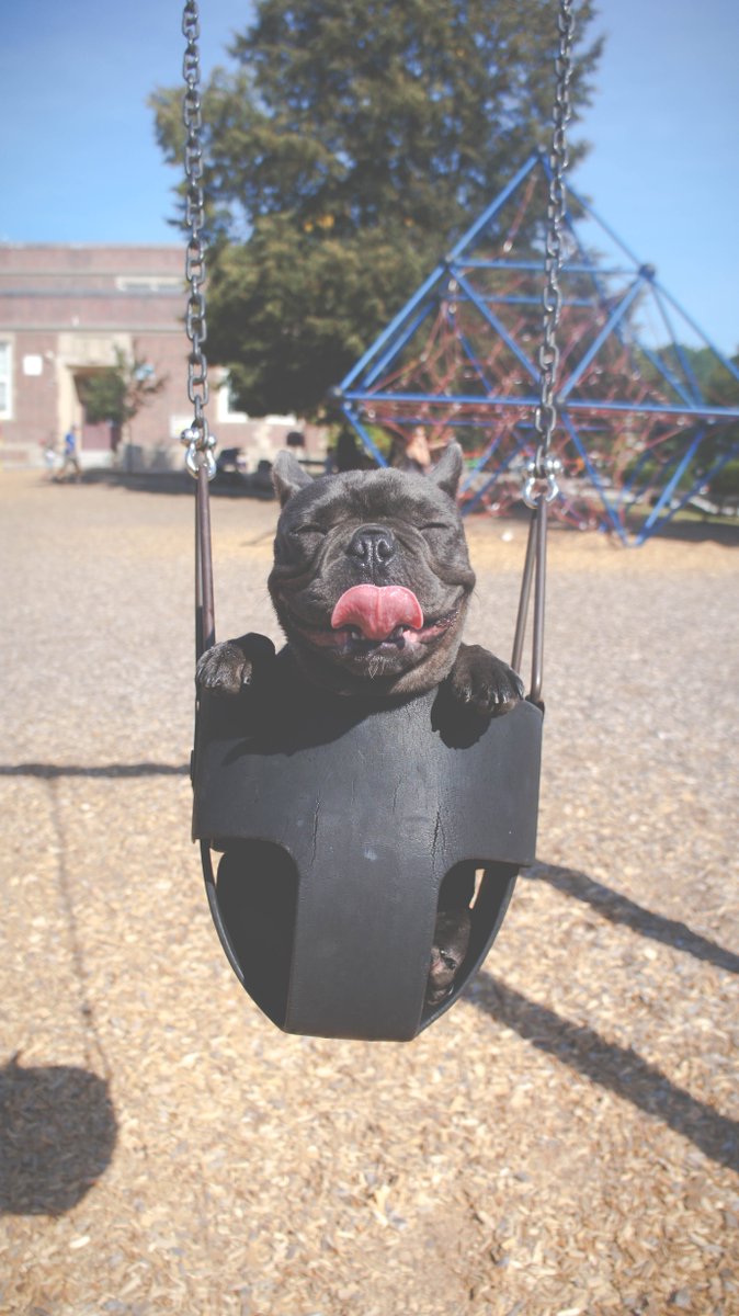 nymbull's tweet photo. Fighto wants to go to the park. And you're stuck waiting for someone to pick up a sale. #FLIPLIFEPROBLEM. Nymbull exists to solve for THIS. Join our Beta program at https://t.co/LTx7HEpWtS. https://t.co/sqglKhjwjB