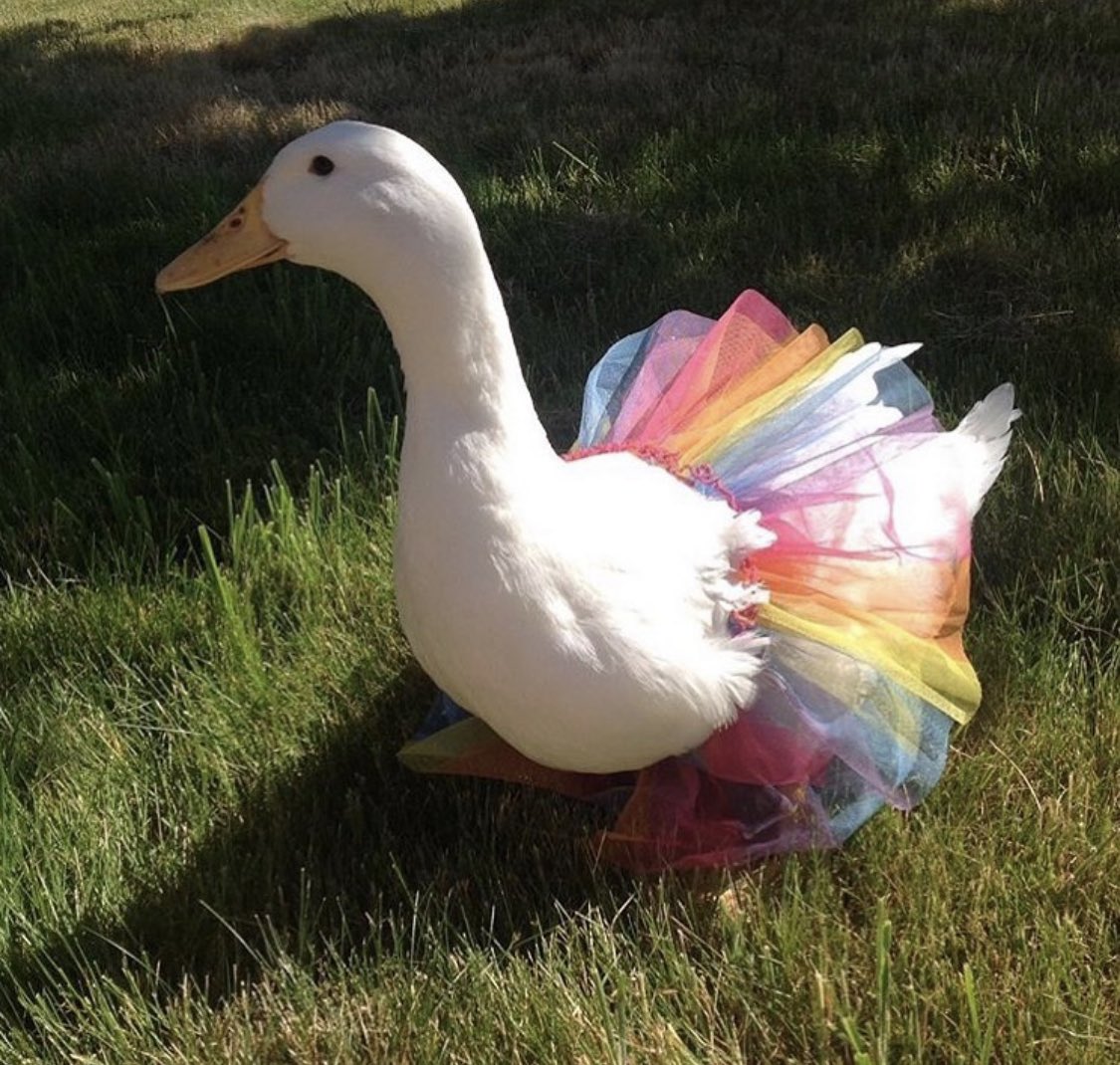 Duck Of The Day tweet media