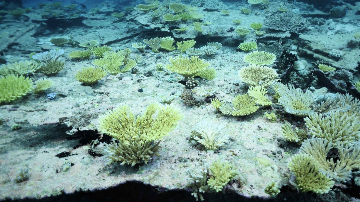 CGTNOfficial's tweet photo. Heatwaves wipe out two-thirds of coral reef in central Indian Ocean https://t.co/sZvAZkiRd3 https://t.co/M7JbZZGdQM