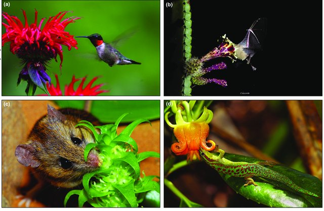 Insects are not the only pollinators. Excluding vertebrates from plants that are visited by both insects and vertebrate pollinators reduces fruit set.  
Ratto et al. 2018 Global importance of vertebrate pollinators for plant reproductive success: A meta-analysis. Front Ecol Env.