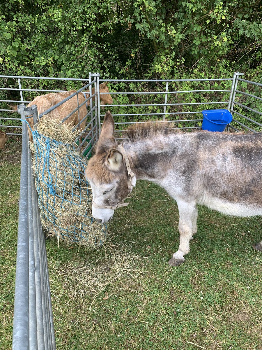 RomseyPrimary's tweet photo. What an exciting start to our final week of term as we welcome @MillCottageFarm and friends! https://t.co/dYdSgqo8Yx