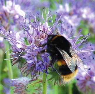 omniauk's tweet photo. Boosting pollinator resources on-farm
@Hutchinsons_Ag’s #HelixProject is working with University of East Anglia PhD student @SarahBarnsley to determine the best methods for increasing pollinator resources across UK Farms
https://t.co/sPKuuIvM8r https://t.co/9VIHYQCocD
