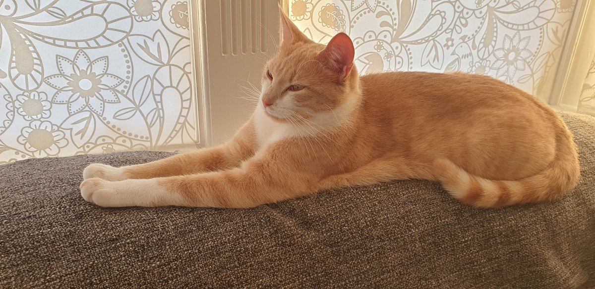 Catbell74's tweet photo. Yoga kitten strikes again!!! #ashsig #yoga #gokul #yogakitten #kittyantics #flexicat #catnapping #scotland #chilledout https://t.co/5STyTnmMVb