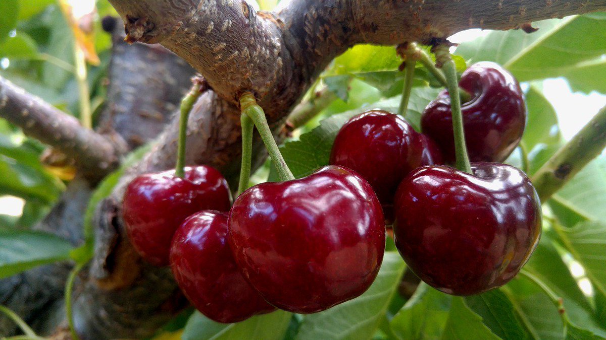valgrensl's tweet photo. Go! Picota Go! El Reino Unido se rinde ante la #Picota del Valle del Jerte https://t.co/G8Tw8qHXr3 Los ingleses esperan ansiosos para saborear las #cerezas más genuinas de nuestra tierra https://t.co/SvvJGtPTDy