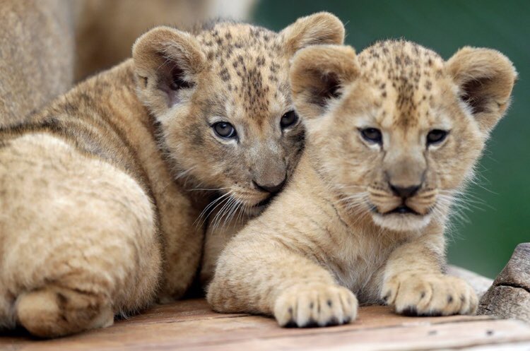 AmelleZidane's tweet image. La colonisation n’a pas fait de mal qu’aux population. Elle a causé la disparition des lions de l’Atlas...