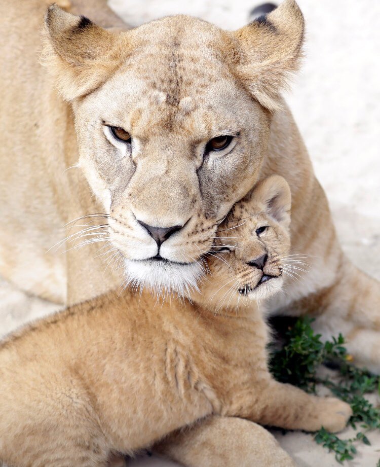 AmelleZidane's tweet image. La colonisation n’a pas fait de mal qu’aux population. Elle a causé la disparition des lions de l’Atlas...