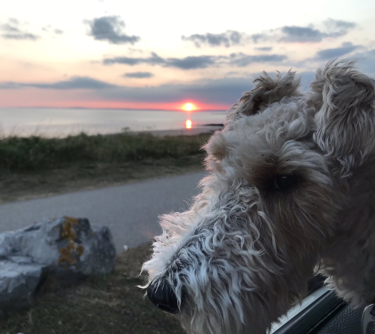 bevjoneswriting's tweet photo. Chillin as the sun goes down. #slightlyimpressed #wirefoxie https://t.co/HvQrYtztcT