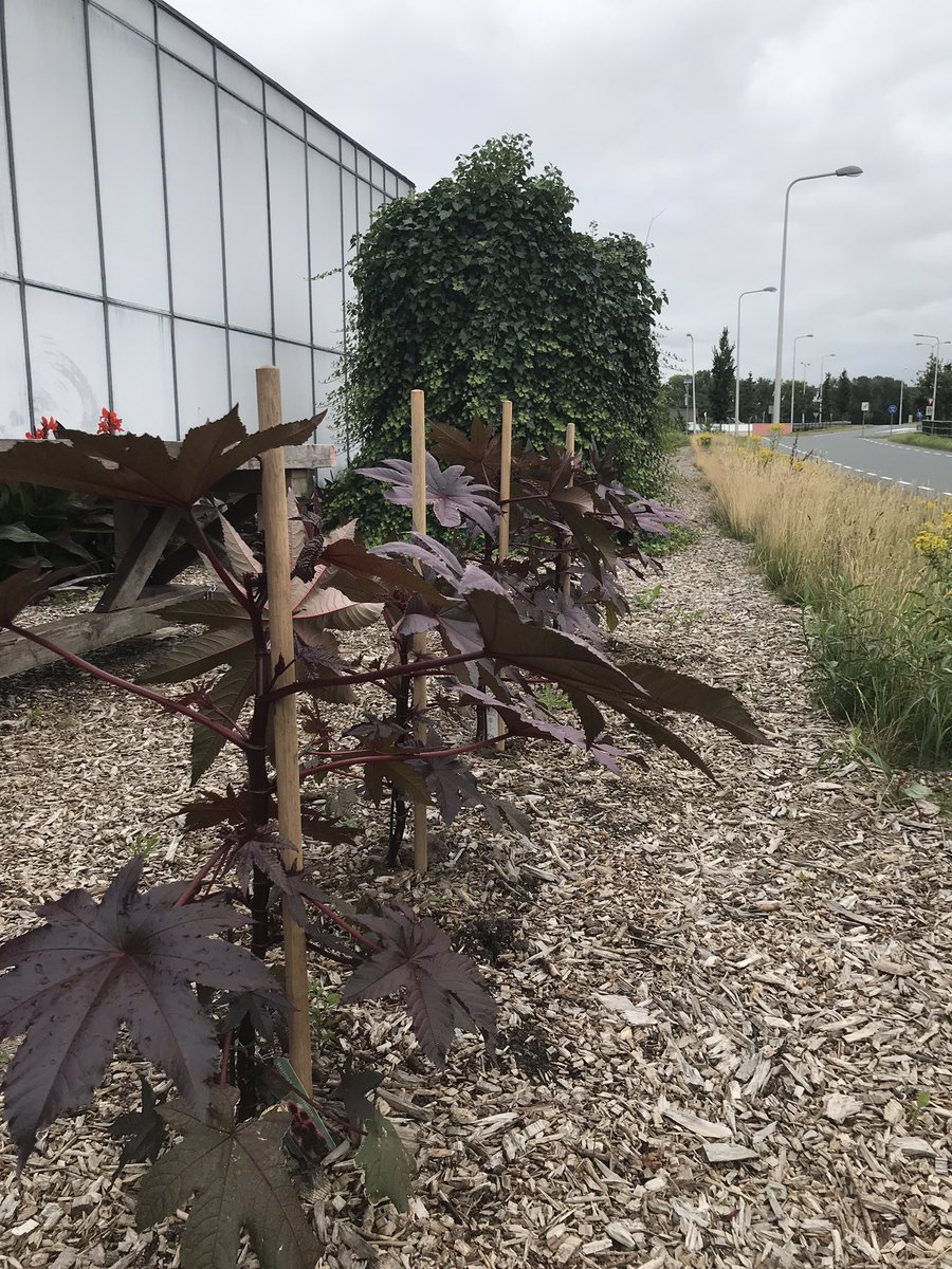 Wedstrijd wonderbomen <a href="/teamwestland/">teamwestland</a> Hoe hoog is die van jou??