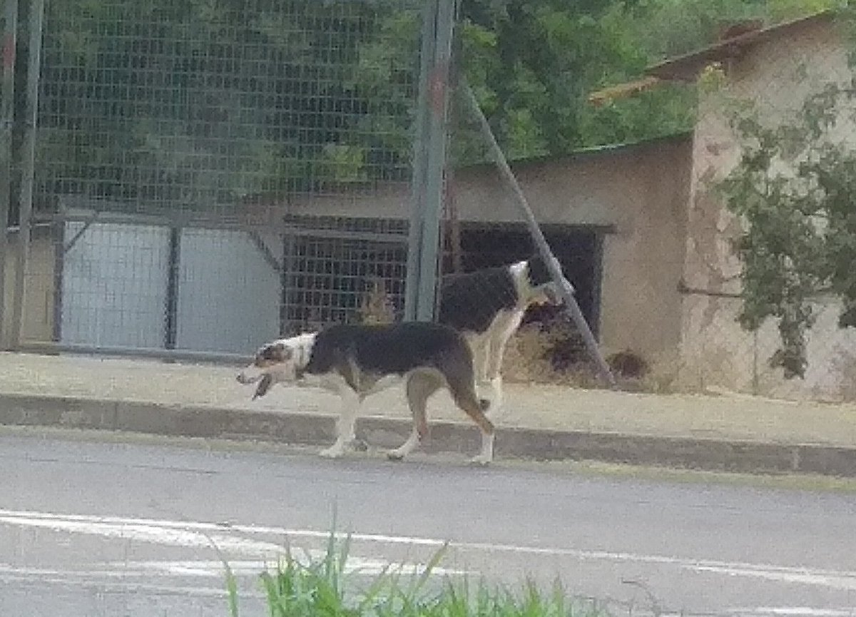 MaraTerigus's tweet photo. Perrito visto en carretera de Sant Feliu de Llobregat a Molins de Rei!!!
@elsquissos #animalsperduts https://t.co/8RCIJLClbw