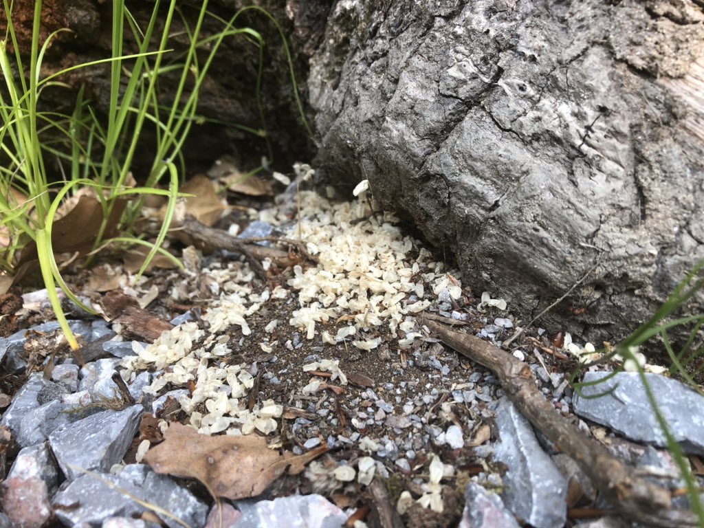FingleWoods's tweet photo. ‘Tidy house, tidy mind’ isn’t that what they say? It seems that these Wood ants are probably tidier than me. #Dartmoor #nature https://t.co/QelGy006yJ