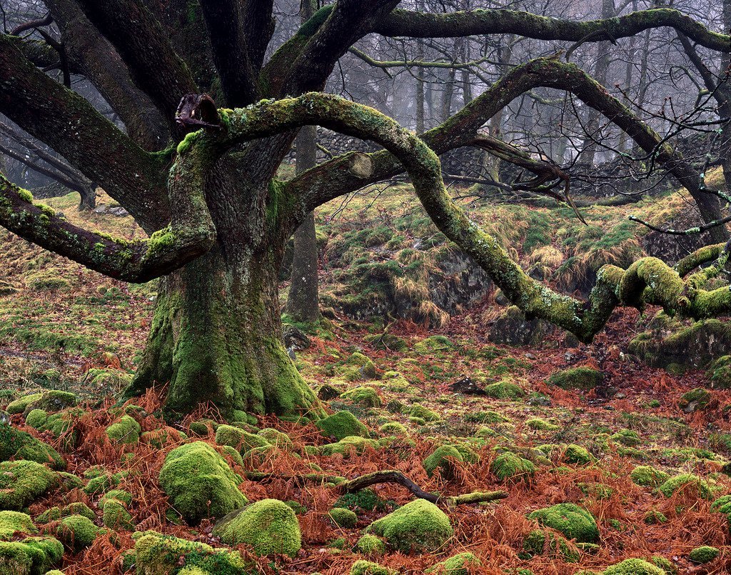 ce que nous appelons
NATURE
est

un poème
qui se trouve enfermé
dans

une 
merveilleuse 
écriture chiffrée

système 
de l'idéalisme transcendantal
1800
#recoursauxforets