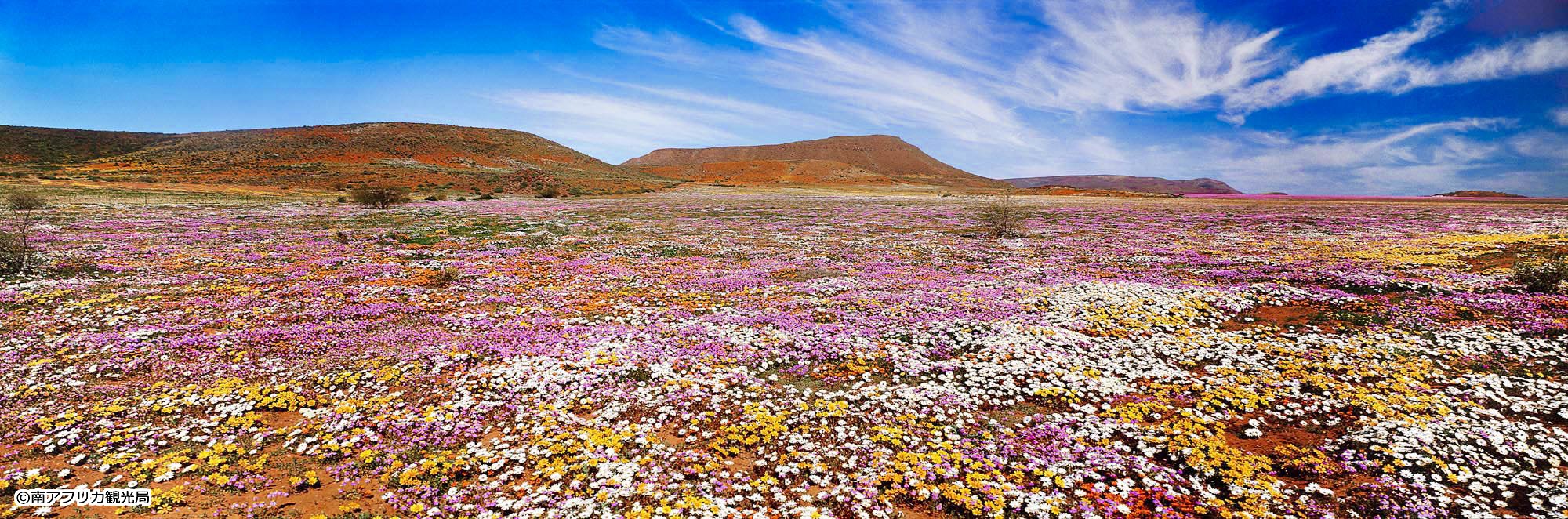 His 世界一周旅行デスク Di Twitter 南アフリカ北ケープ州にあるナマクワランドには 8月中旬から9月上旬の一瞬だけ広大な花畑が広がります 雨や大地の条件によって毎年咲く場所が変わるので いつどこに花畑が現れるのかは誰もわからないのだそう 南アフリカ