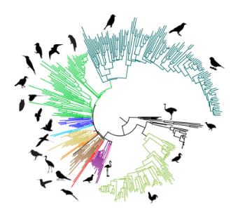DiversityMDPI's tweet photo. 🦜🦜🦜🦜A Phylogenomic Supertree of Birds 
https://t.co/MQhgDwAbwI https://t.co/UPltOgNlKS