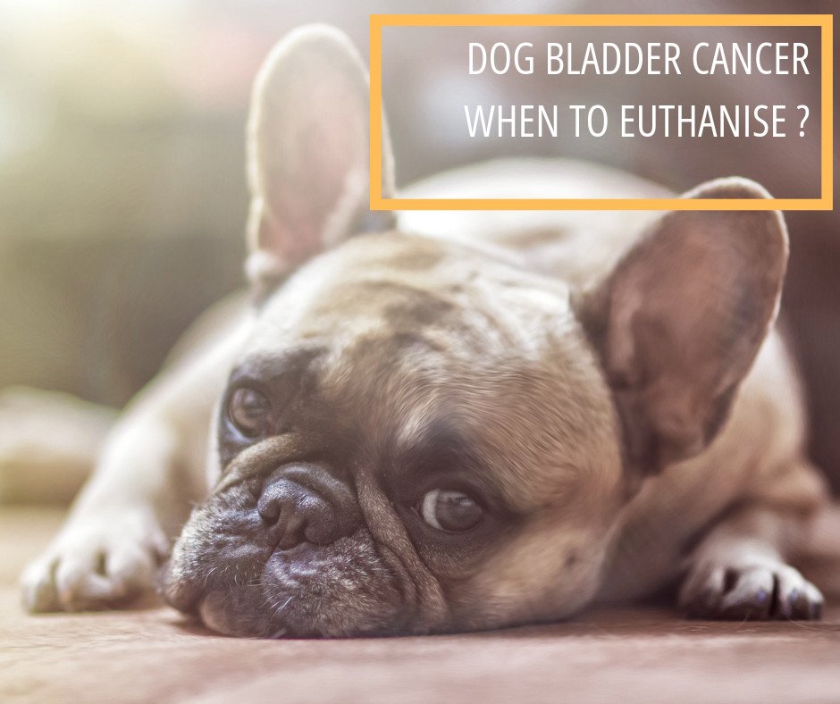 🐕 There are two types of bladder cancer in dogs - TCC and UC.
More than 50,000 dogs a year are infected, with certain breeds having a higher chance of developing the disease. And deaths from bladder cancer are increasing rapidly. 😟😟
Read more 👉bit.ly/2GgM6pk