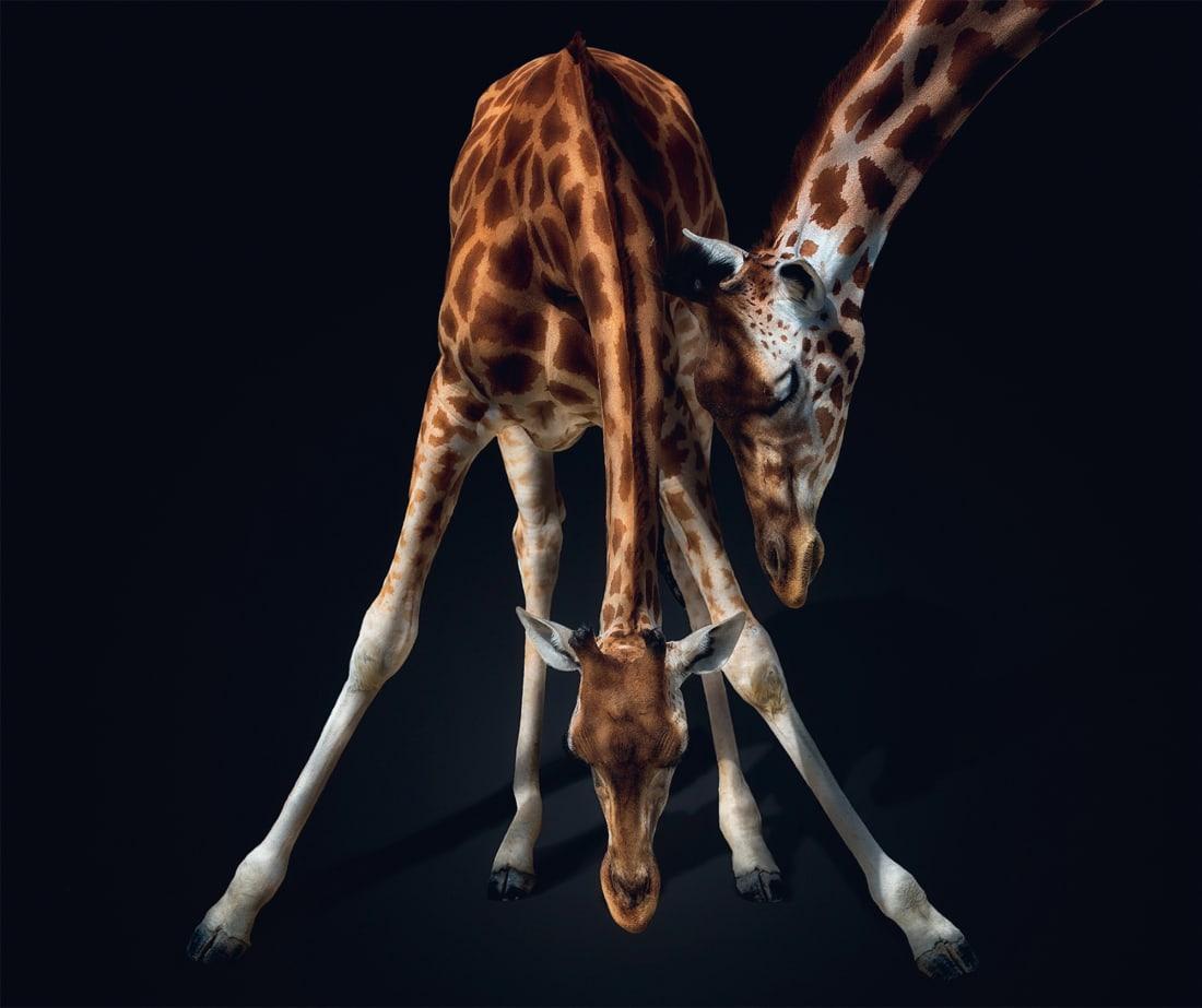 Фотограф Pedro Jarque Krebs